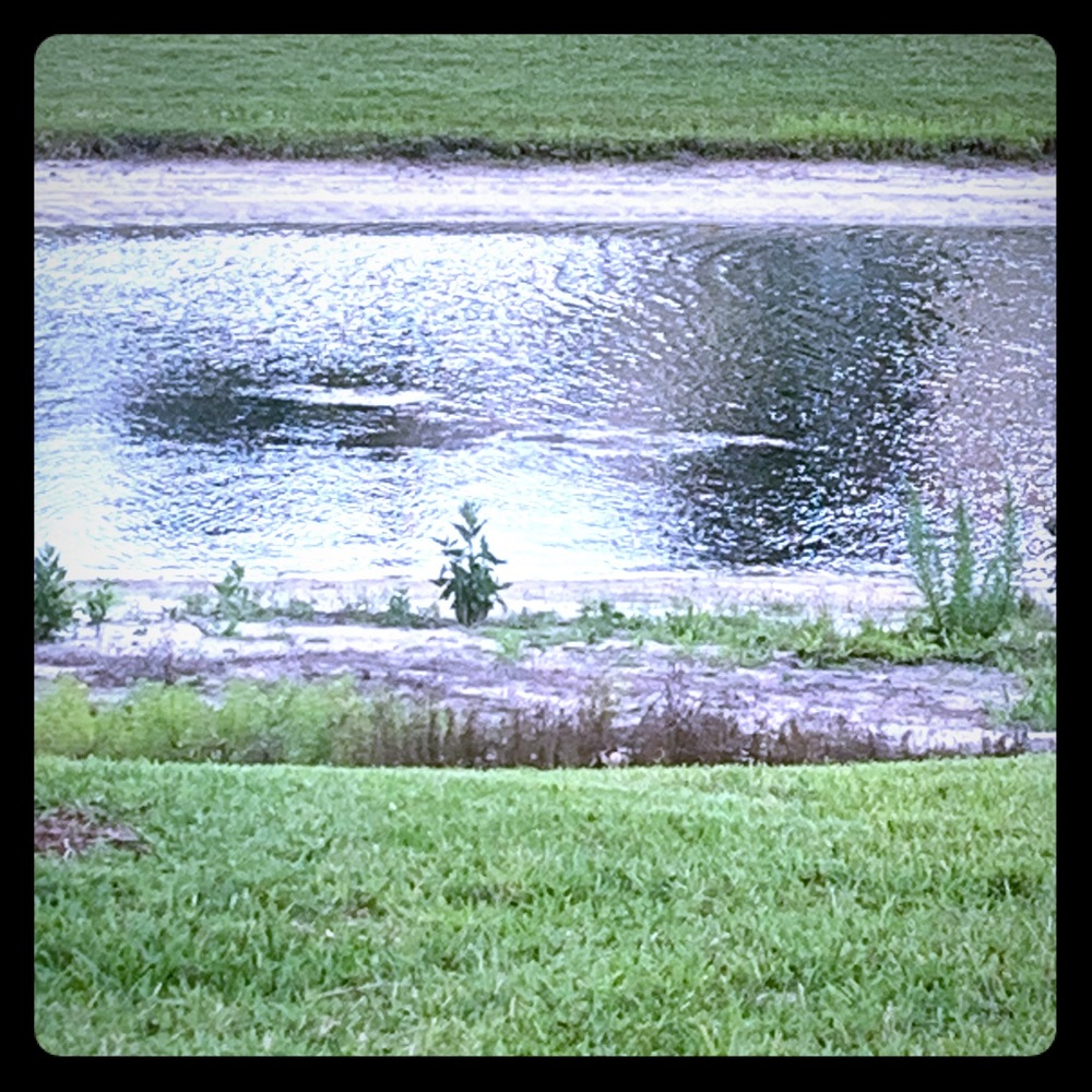 Meet your Posher, Elda